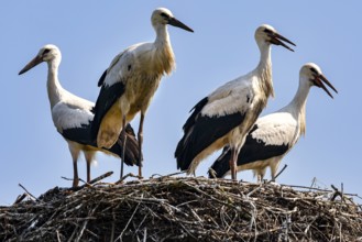 Four storks in a big nest under a clear blue sky, Panemune, Lithuania