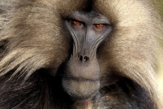 Close-up of a Gelada monkey with expressive face and brown fur, zero