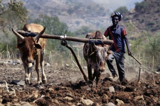 Farmer with oxen ploughs the field in the Semien Mountains