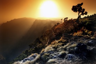 Dramatic sunset over a mountain landscape with tree, zero