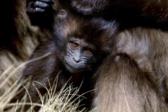Gelada monkey young animal snuggling up in a group in a meadow, zero