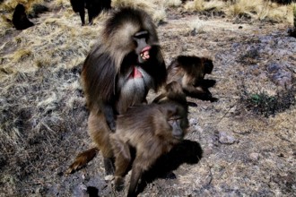 Gelada monkeys in the dry countryside of the Semien Mountains, Semien Mountain National Park,