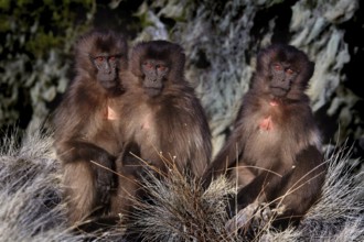 Three Gelada monkeys sitting close together in a meadow, zero