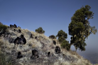 Gelada monkeys spread out on a mountainside with trees and meadow, zero