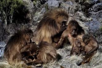 Interactive group of Gelada monkeys in a meadow, zero