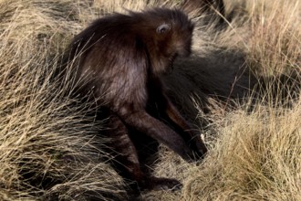 A resting gelada monkey amidst thick clumps of grass in Semien National Park, Semien Mountain