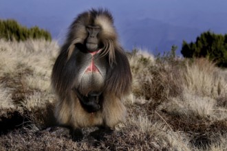 A gelada monkey stands proudly in the countryside of Semien Mountain National Park, Semien Mountain