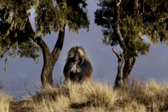 A gelada monkey sits among trees in Semien Mountain National Park, Semien Mountain National Park,