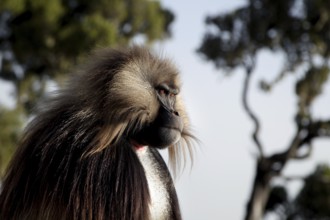 A Gelada monkey in profile with sunny landscape in the background, Semien Mountain National Park,