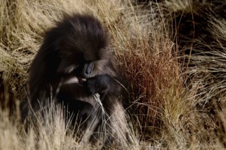 Gelada monkey well camouflaged in tall grass with brown fur, zero