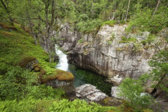 Emerald clear water flowing through a lush gorge with ferns and trees. Summer, canyon (Fauces),