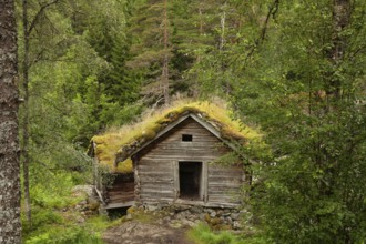 Historical cottage with green sod roof surrounded by forest. Summer, wood house (Domus lignea),