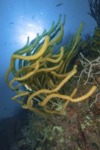 Underwater photo backlit photograph of Caribbean horn coral (Eunicea) gorgonian, Caribbean Sea,