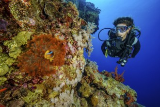 Underwater photo Diver looking at Red Sea anemonefish (Amphiprion bicinctus) lives in symbiosis