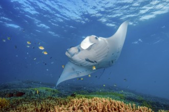 Underwater photo of Reef Manta (Mobula alfredi) Manta, devil ray, winged ray, plankton eater,