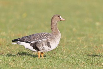 White-fronted goose (Anser albifrons), standing in a meadow in the wintering area, wildlife,