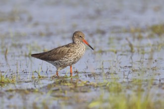 Redshank (Tringa totanus) standing on a flooded meadow, snipe bird, spring, wildlife, Hüde,