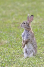 Wild rabbit (Oryctolagus cuniculus), sitting in a meadow, making mate, erect, fully grown, alert,