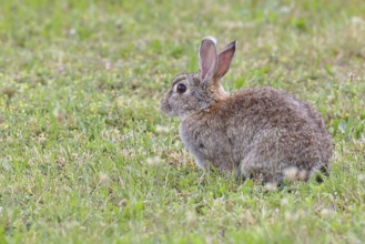 Wild rabbit (Oryctolagus cuniculus), sitting in a meadow, adult, alert, wildlife, animals, rodent,
