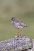 Redshank (Tringa totanus) standing on a pasture fence post, snipe bird, spring, wildlife, Hüde,