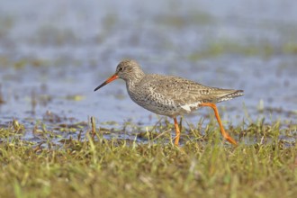 Redshank (Tringa totanus) walking on a flooded meadow, snipe bird, spring, wildlife, Hüde,