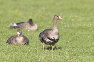 White-fronted geese (Anser albifrons), in a meadow in the wintering area, Wildlife, Bislicher Insel