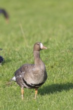 White-fronted goose (Anser albifrons), standing in a meadow in the wintering area, wildlife,