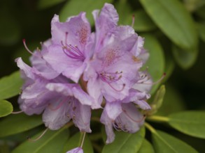 Rhododendron flower (Catawbiense Grandiflorum), pink, native garden, East Frisia, Germany