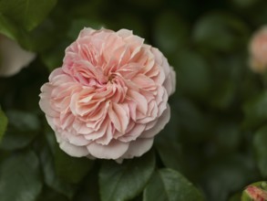 English rose flower, beetrose, local garden, East Frisia, Germany