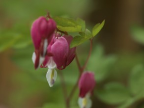 Watering heart (Lamprocapnos spectabilis), heart flower, perennial plant, spring-flowering plant,