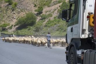 Shepherd leads a flock of sheep along a road, a truck passes by, green hills in the background,