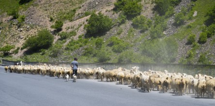Shepherd drives a large flock of sheep along a road through a green landscape, Kvemo Mleta,