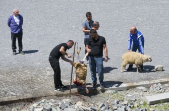 Men work on a sheep slaughtering on a rocky ground, bloody spots concentric, slaughter of sheep,