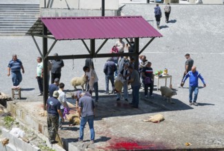 People in a group working on sheep, traces of blood on the ground, rural environment, slaughter of