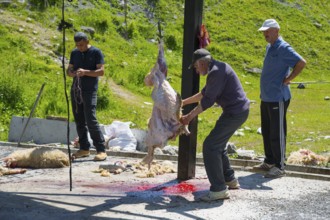 Men slaughtering outdoors, a sheep lying bloody on the ground, rural environment, slaughtering of