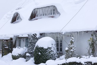 Icicles on a decrative old thatched house covered with snow in winter, Schleswig-Holstein, Germany