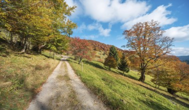 Hiking trail on Schauinsland, dirt road through meadows with old beech trees in full autumn colors,