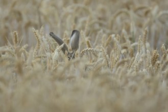 European brown hare (Lepus europaeus) adult animal in a farmland wheat field in summer, England,