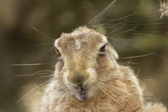 European brown hare (Lepus europaeus) adult animal head portrait, England, United Kingdom