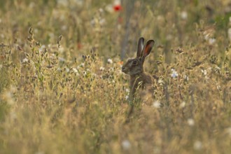European brown hare (Lepus europaeus) adult animal feeding in a field amongst wild flowers in