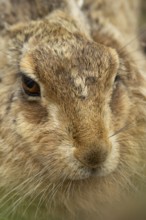 European brown hare (Lepus europaeus) adult animal head portrait, England, United Kingdom