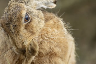 European brown hare (Lepus europaeus) adult animal washing its foot, England, United Kingdom