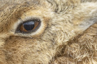 European brown hare (Lepus europaeus) adult animal close up of its head and eye in a rain shower,