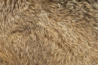 European brown hare (Lepus europaeus) adult animal close up of its body fur, England, United