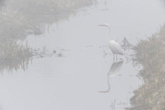 Great White Egret (Ardea alba) in the fog, Emsland, Lower Saxony, Germany