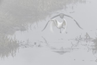 Great White Egret (Ardea alba) and Grey Heron (Ardea cinerea) in the fog, Emsland, Lower Saxony,