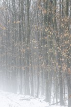 Beech forest (Fagus sylvatica) in the fog, Emsland, Lower Saxony, Germany