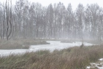 Moorland in fog, Emsland, Lower Saxony, Germany