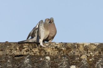 Wood pigeon (Columba palumbus) adult garden bird feeding a juvenile baby squab bird on a house roof