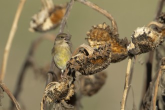Eurasian greenfinch (Chloris chloris) adult garden bird feeding on sunflower seedhead seeds in